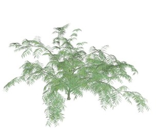 Mimosa Tree #07