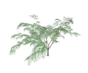 Mimosa Tree #08