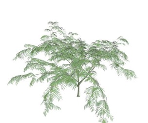 Mimosa Tree #09