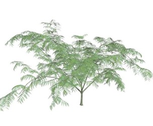 Mimosa Tree #10