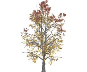 Mountain Maple Tree in the Fall #01