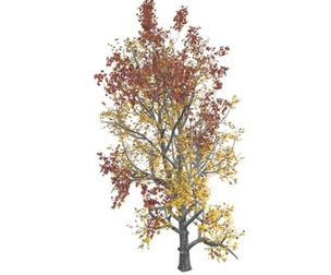 Mountain Maple Tree in the Fall #02