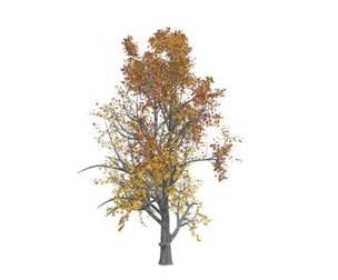 Mountain Maple Tree in the Fall #03