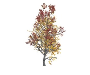 Mountain Maple Tree in the Fall #04