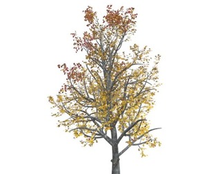 Mountain Maple Tree in the Fall #05