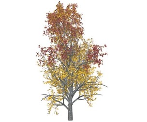 Mountain Maple Tree in the Fall #06