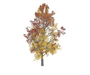 Mountain Maple Tree in the Fall #07