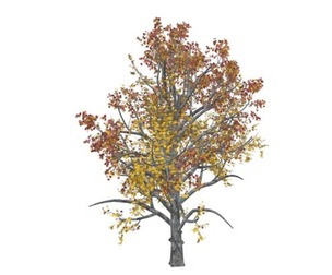 Mountain Maple Tree in the Fall #08
