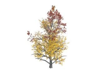 Mountain Maple Tree in the Fall #09