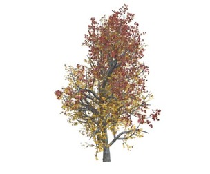 Mountain Maple Tree in the Fall #10