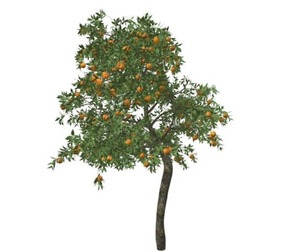 Orange Tree #01