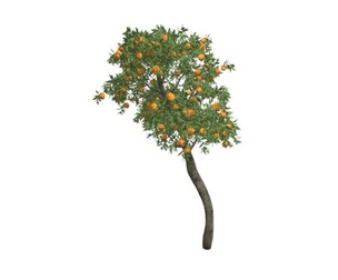 Orange Tree #02