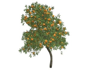 Orange Tree #03
