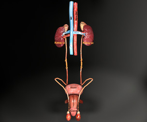 Genito urinary tract male