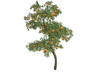 Orange Tree #04