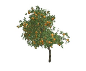 Orange Tree #05