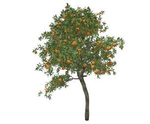 Orange Tree #06