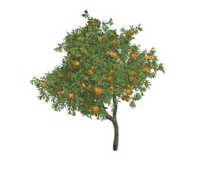 Orange Tree #07