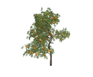 Orange Tree #08