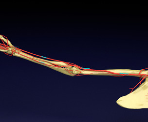 Upper limb arteries- axilla arm forearm hand