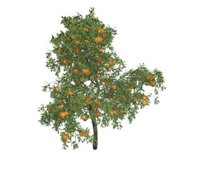 Orange Tree #09
