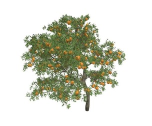 Orange Tree #10