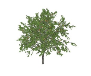 Peach Tree #01