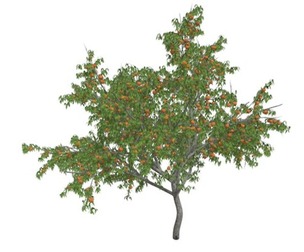Peach Tree #02