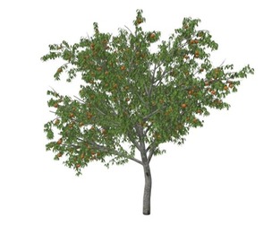 Peach Tree #03