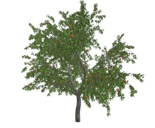 Peach Tree #04