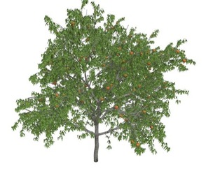 Peach Tree #05