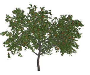 Peach Tree #06