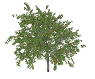 Peach Tree #07