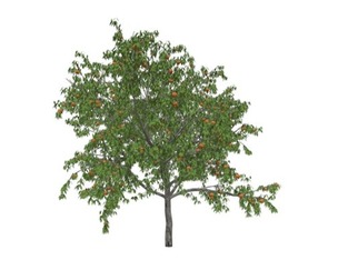 Peach Tree #08