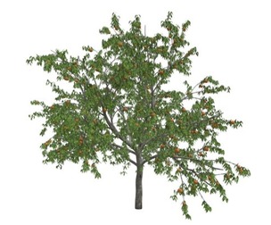 Peach Tree #09