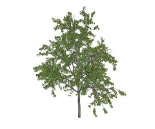 Peach Tree #10