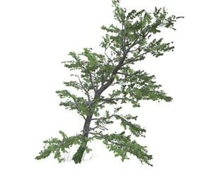 Plitvice Maple Tree #01