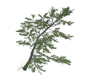Plitvice Maple Tree #02