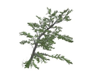 Plitvice Maple Tree #03