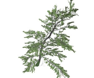 Plitvice Maple Tree #04