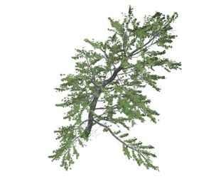 Plitvice Maple Tree #05