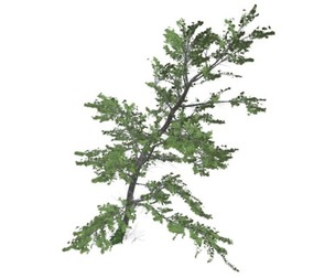 Plitvice Maple Tree #06