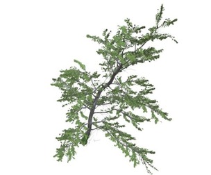 Plitvice Maple Tree #07