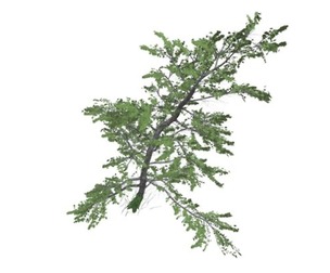 Plitvice Maple Tree #08