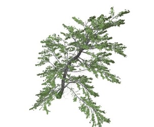 Plitvice Maple Tree #09
