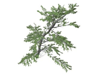Plitvice Maple Tree #10