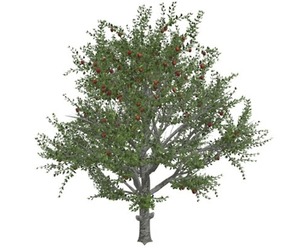 Red Delicious Apple Tree #01