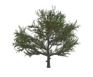 Red Delicious Apple Tree #02