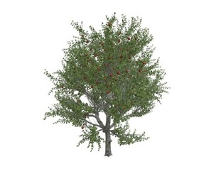 Red Delicious Apple Tree #03
