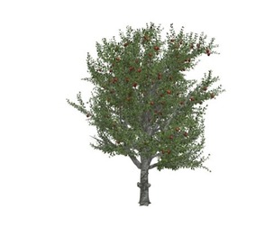 Red Delicious Apple Tree #04